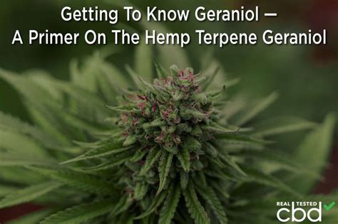 Getting To Know Geraniol — A Primer On The Hemp Terpene Geraniol