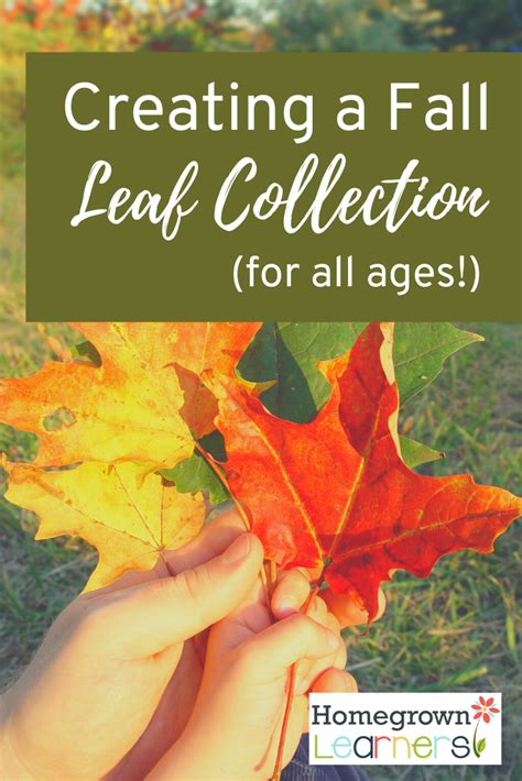 Getting a Leaf on Fall ... Greenwich Leaf Collection to Begin