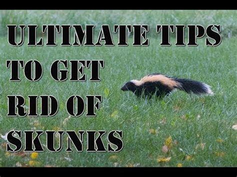 Getting rid of a skunk. 