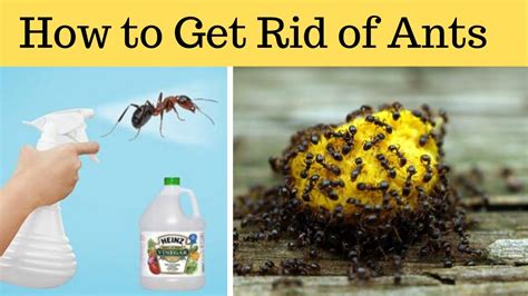 Getting rid of ants. Ants are small creatures that can become a big nuisance when they invade your home. Not only do they contaminate food, but they can also cause damage to your property. While there ... 