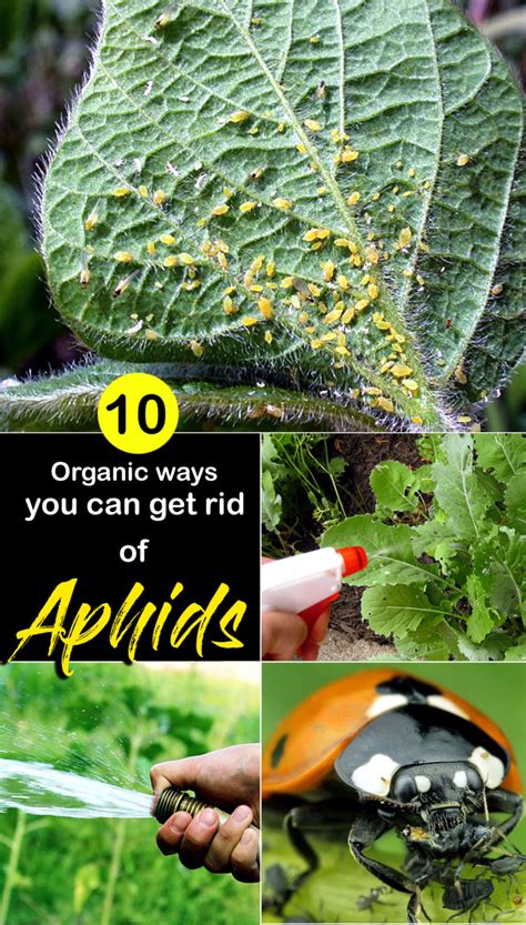 Getting rid of aphids. The best ways to get rid of aphids on fruit trees are by spraying the infected leaves with water or neem oil, or releasing ladybugs. Most often, a jet of water is enough to get rid of aphids, but neem oil is a good … 