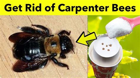 Getting rid of carpenter bees. How to Stop Them. To prevent carpenter bees from nesting, cover exposed wood with paint or varnish, or metal or fiberglass materials. To kill the bees, carefully apply an insecticidal spray or dust designed for flying insects, complying with the safety precautions on the label. Alternatively, close off the nest or replace the damaged wood. 