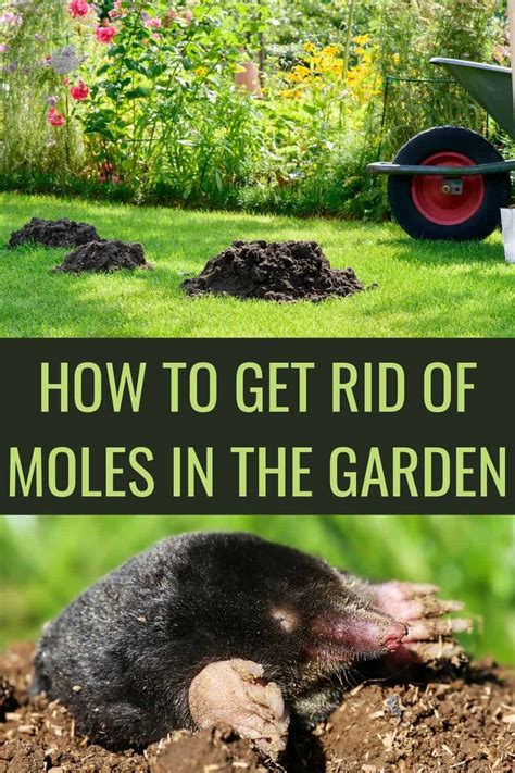 Getting rid of moles in yard. This can be done by pressing down on the raised soil mounds to determine which ones are actively being used by the moles. 2. Make the Vinegar Solution. To eliminate moles using vinegar, combine one portion of vinegar with three portions of water in a spray bottle and use it on the affected regions. 