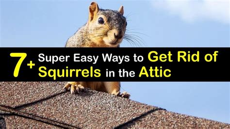 Getting rid of squirrels. There are many ways of getting rid of squirrels. Your choice of a specific method depends on the circumstances. Here are some of the most effective ways of getting rid of squirrels. 1. Find and Seal All the Possible Holes that the Squirrels are Using to Get into the Roof. Take a day or two to watch how the … 