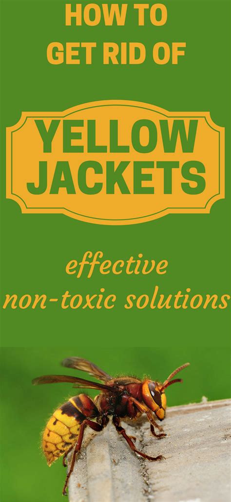 Getting rid of yellow jackets. Getting Rid Of Yellow Jackets – Some Helpful Tips • First, you will need to find out how big the nest is and whether or not it has more than one opening. This will be important during the actual application of pesticides because if there is more than one opening, the insects that have not yet been killed by the spray might well escape and ... 