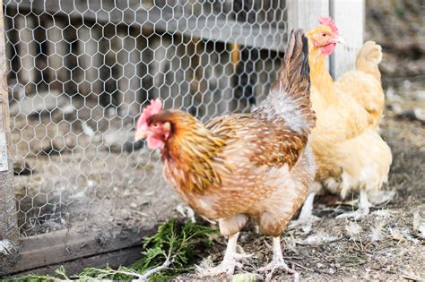 Getting to know the world of backyard chickens