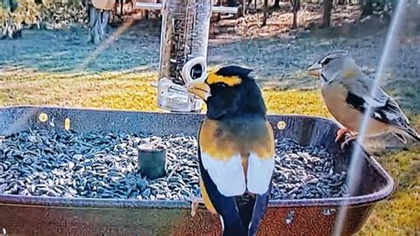 Welcome to the 24/7 live 4k video stream of our backyard bird feeder. This feeder is located in Nokomis, Florida -- 1 hour south of Tampa, in beautiful Saras.... 