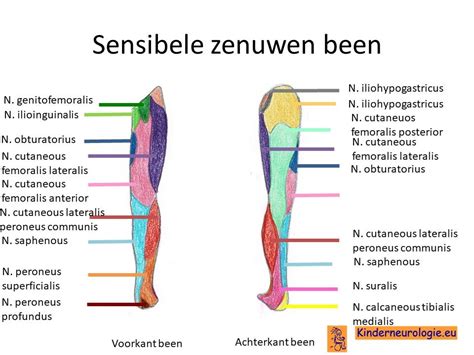 Gevoelszenuwen definitie