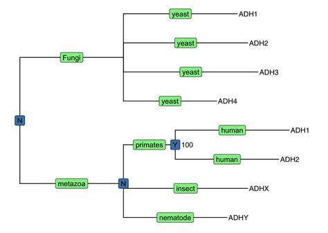Ggtree add bootstrap values.  With @Michael G. 1 demonstrates a tree annotated using...