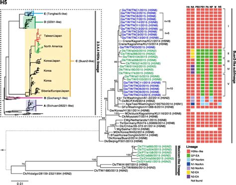 Ggtree tutorial. htmlbioconductor.  Molecular Biology and Evolution, 2018, 35 (2):304...