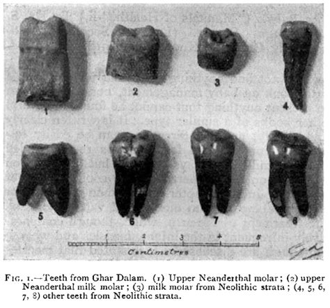 specimens and artefacts including teeth, bones and pottery were collected. ... GHAR DALAM - Tos. HAGAR QIM - Tos. MNAJDRA - Tos. 32582. 69087. 33033. 78298. 0.. 