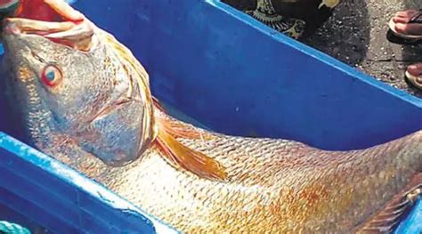 Ghol Fish Price