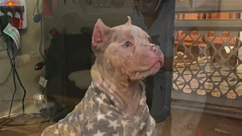 A Merle Bully is an American Bully with the merle gene, whi