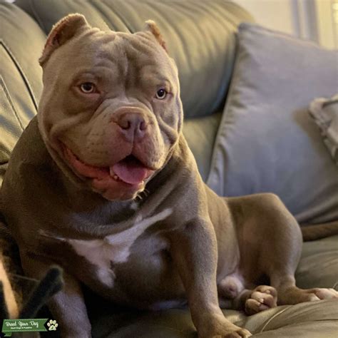 Purple – The term “Purple”, which was coined recently, is slang used to describe Pale Blue, or Lilac. Presently, Purple is not a coat color that is recognized by any dog registry/club that recognizes the American Bully breed. Champagne – Genotype e/e d/d (Recessive Red with Dilution), or genotype e/e b/b d/d. Pale yellow to cream phenotype.