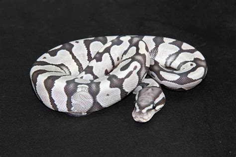 Ghostepython Leaked [SEX VIDEO] 🍑 182 Photos