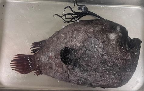 Ghoulish deep-sea fish found on SoCal beach in rare discovery