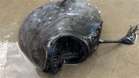 Ghoulish deep-sea fish washes ashore in Orange County