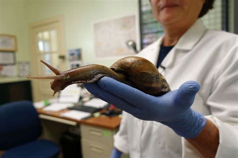 Giant African land snail infestation prompts quarantine and treatment area in Broward County