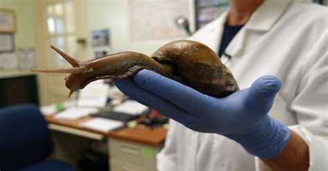 Giant African snail invasion lands part of Florida in quarantine