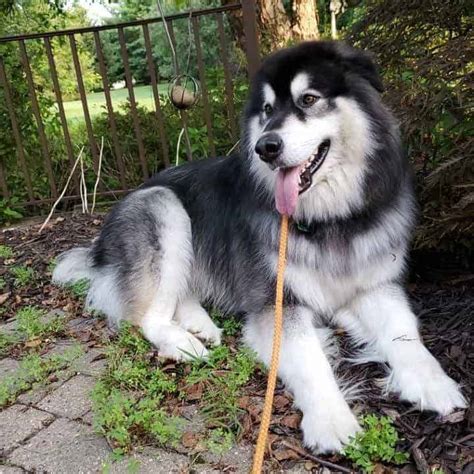 Giant Alaskan Malamute: Your Guide to Owning a Giant …