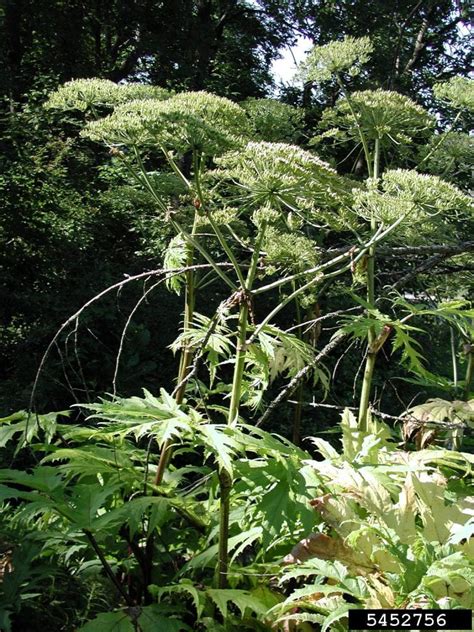 Giant Hogweed Cornell Weed Identification