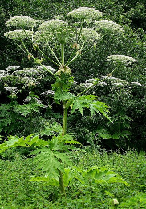 Giant Hogweed Image HD Image APK Download for Android 