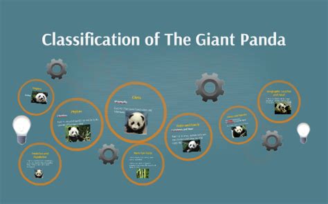 Giant Panda Classification Chart