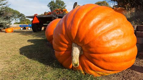 Giant Pumpkins & Super Crops: How China's Space Breeding is Revolutionizing Agriculture (2026)