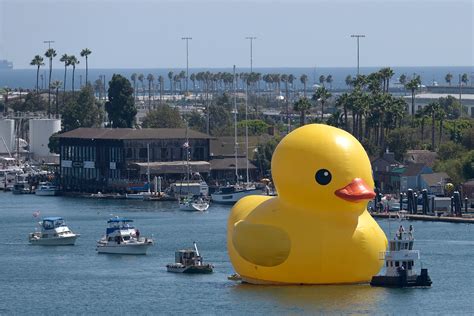 Giant Rubber Duck in Los Angeles Time