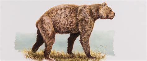 Giant Short-faced Bear Yukon Beringia Interpretive Centre