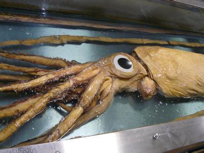 Giant Squid - Queensland Museum