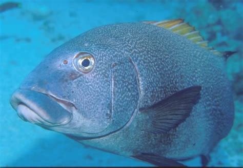 Giant Sweetlips, Plectorhinchus albovittatus (Rüppell, 1838)