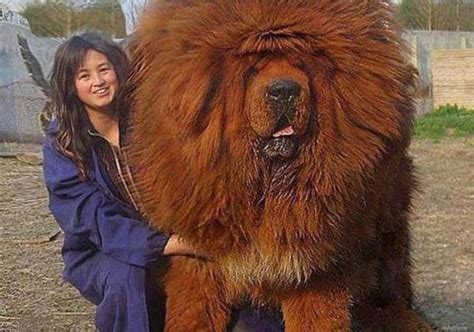 Giant Tibetan Mastiff