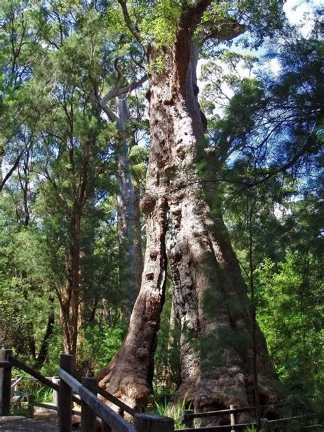 Giant Tingle Tree Wondermondo