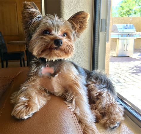 Giant Yorkshire Terrier Lifespan