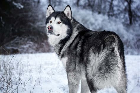 Giant alaskan malamute. Things To Know About Giant alaskan malamute. 