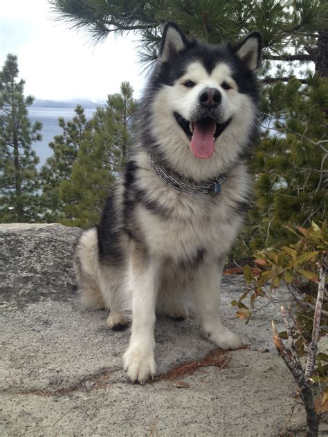 Giant alaskan malamute husky. Huskies have a lifespan of 10 to 14 years, while Malamutes have an average lifespan of 10 to 12 years. The Siberian Husky is generally considered a healthier dog breed and this is reflected in their average lifespan. The reason for this difference in lifespan is that Siberian Huskies are prone to less health issues. 
