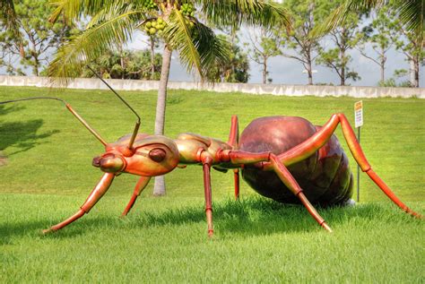 Dinomyrmex is a monotypic genus of ant containing the species Dinomyrmex gigas or giant forest ant. D. gigas is a large species of ant, native to Southeast Asian forests. It is one of the largest ants in existence, measuring in at 20.9 mm (0.82 in) for normal workers, and 28.1 mm (1.11 in) for the soldiers. Honeydew makes up 90% of their diet ... . 