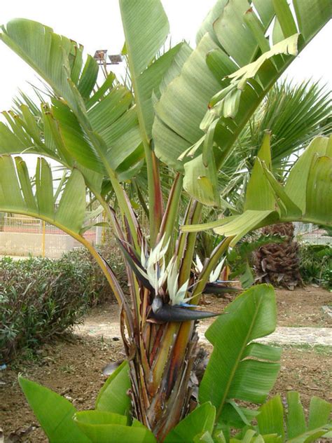 Giant bird of paradise plant. Birds are a beautiful addition to any outdoor space, but they can also become a nuisance when they start invading your property. Whether it’s pigeons on your balcony or crows in yo... 