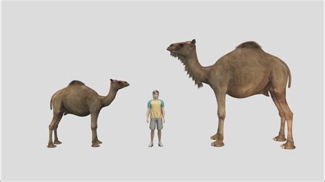 Oct 12, 2021 · Description. Camelops on average reached an adult height at the shoulder of around 7 feet and is estimated to have weighed 1,800 pounds. Like living camels, Camelops had two-toed, hooved feet and a long neck. At present, paleontologists are unable to determine if Camelops had a hump on its back like living Bactrian and Dromedary camels. . 