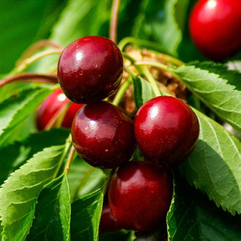Sep 19, 2023 · Here is a guide to help you get started: Utah Giant cherries thrive in USDA hardiness zones 5-8. Choose a location with full sun exposure (at least 6-8 hours of direct sunlight per day). Ensure good air circulation to prevent diseases. Cherry trees prefer well-draining soil with a pH level between 6.0 and 7.5. . 
