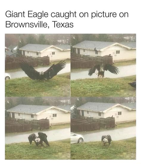 Giant Eagle captured in Brownsville, Texas. Simply majestic 礪