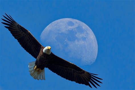 Giant eagle in moon. Skip to main content ... 
