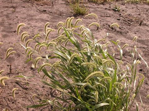 Giant foxtail Integrated Crop Management - Iowa …