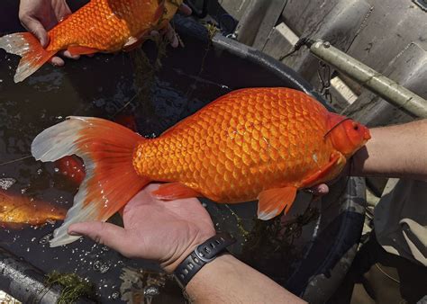 Giant goldfish pulled from Minnesota lake - Yahoo News