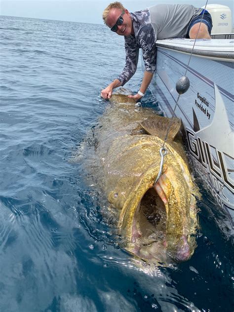 Giant grouper. Things To Know About Giant grouper. 