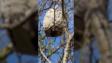 Giant hornet nest on City of Georgetown land keeps residents away from backyard