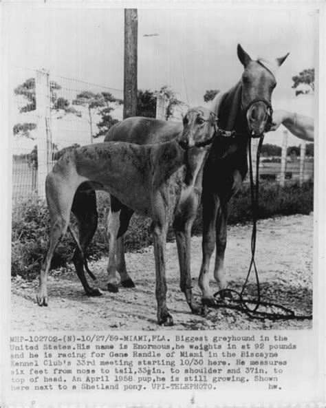 Giant irish greyhound extinct. 12 Sep 2023 ... Claim: A picture that went viral in September 2023 authentically depicts the "last, giant Irish Greyhound as captured in 1902." Rating:. 