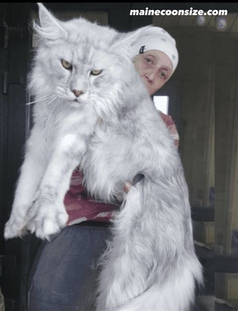 Giant maine coon. .  <a href=https://abacus.appliedagency.co.uk/assets/images/rmegaw/inde...