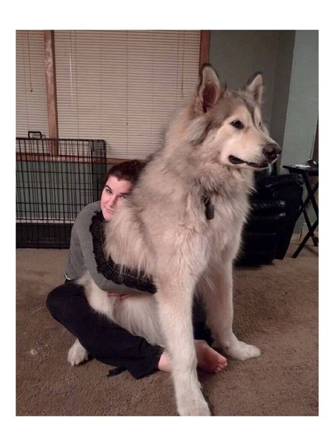 Giant malamute. Things To Know About Giant malamute. 
